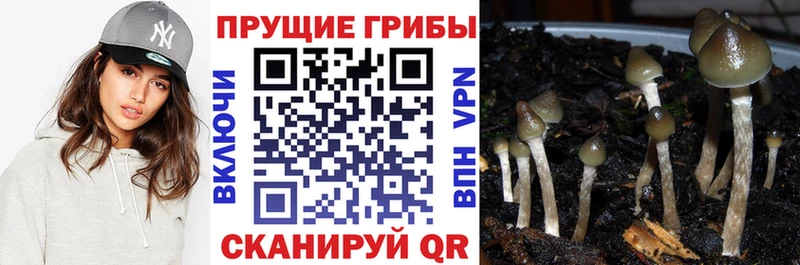 Псилоцибиновые грибы прущие грибы  Купить  Козловка 
